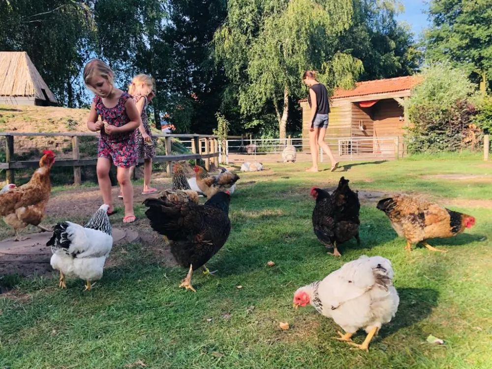 camping_overijssel_Dierenweide_Rietkraag.webp